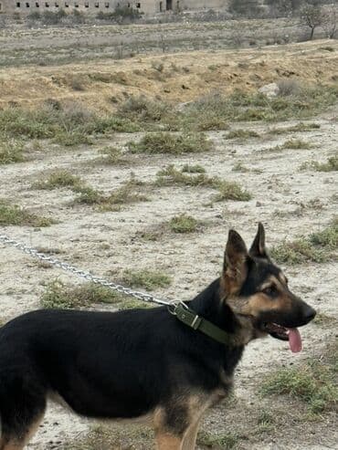 itler coban: Alman çoban iti, 9 ay, Dişi, Peyvəndli, Ödənişli çatdırılma — 3