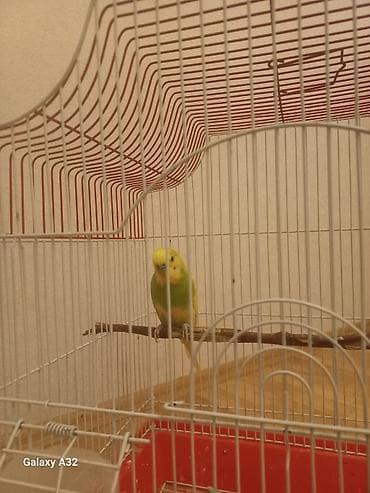 lovebird fisher: Erkək karella satılır.✅️ Qəfəsdə üstündə verilir.✅️ Yem qabı var.✅️ — 3