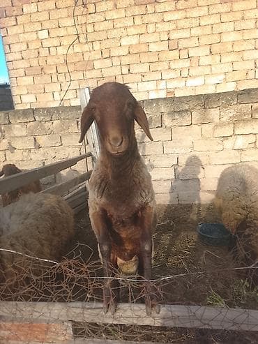 С/х животные и товары: 1 illik qoç qoyun qala sortu — 2