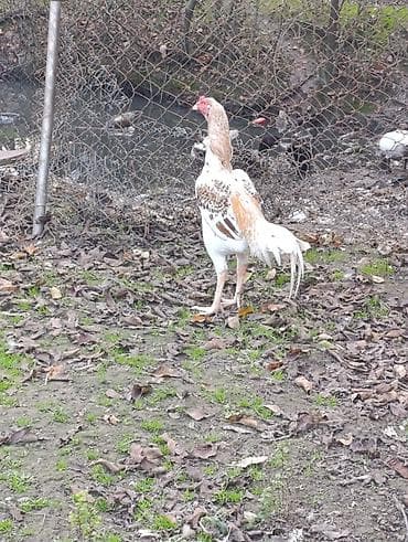 Птицы: 10 ayliq iri cusseli heyvandi cox yaxwi doyuw qabliyyeti var ciddi — 4