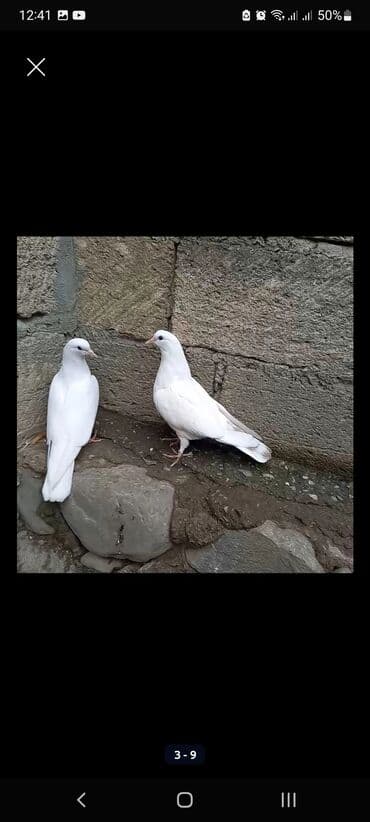 İtlər: 3 ü bir yerdə 15 azn. - Rənglər: 2 ədəd ağ, 1 ədəd qara. - Ayaqlarda — 2