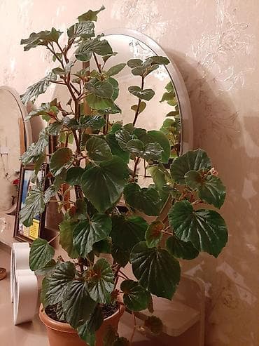 antrium gulu: Beqonya gulu her biri 8azn.çicek acir — 2