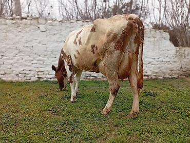 Keçilər, çəpişlər: Salam gördüyünüz bu mələz 4 cu balanı doğub 25 litir sut veren maldiv — 2