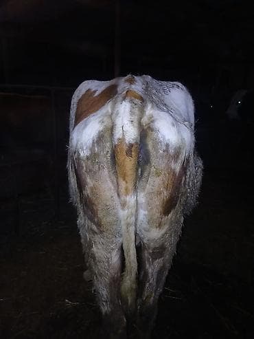 cins buzovlar: Salam aleykum əvvəla 4 qarına doğmağa 1 ay qalıb çox südlü heyvandı 14 — 6