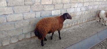 Inəklər, öküzlər: Erkək, Qala, il: 1, Damazlıq — 4