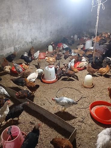 simental inek qiymeti: Toyuq, Yumurtalıq — 4