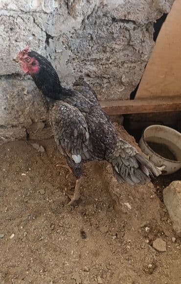 barama qiyməti: Xoruz, il: 2, Ödənişli çatdırılma — 2