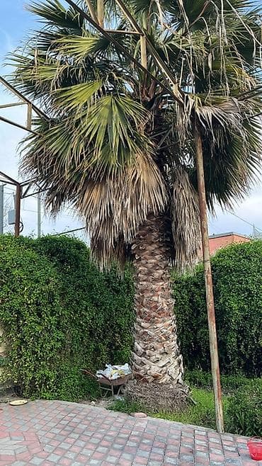 декор дерево: Məhsul: Dekorativ palma ağacı (Washingtonia robusta tipli fan-palma) — 1
