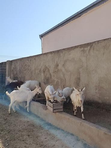 İtlər: Ağ rəngli keçilər və bala keçilər (oğlaqlar) - Cins: yerli süd — 3