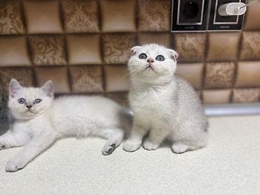 pişik ucun ev: Britan — 6