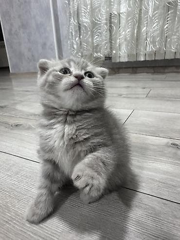 cins xoruz: Şotland — 2