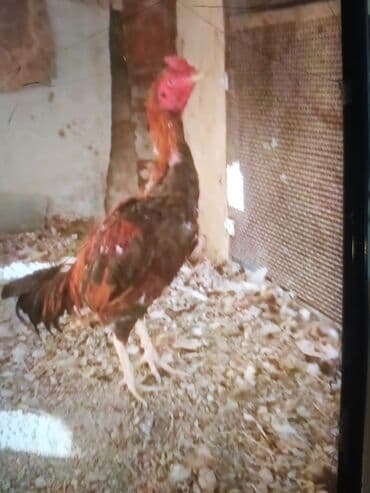 cucə və xoruz təmsil: Məhsul: Uzunboyun döyüş tipi xoruz (fotoşəkillərdəki) Təsvir: - — 2