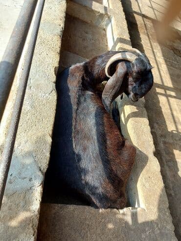 sudlu kecilər: 3üdə bir yerdə satılır, 1 erkəy 2 dişi marağlanan yaza bilər — 8