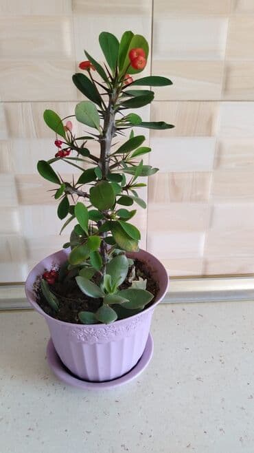 ətirşah bitkisi: Qazonlarınızı və bağlarınızı bəzəmək üçün uygundur. Gözəl görünüşü ilə — 5