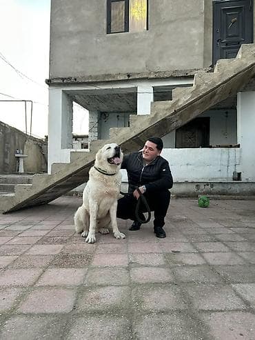 it ucun evler: Alabay, 2 il, Erkek, Peyvəndli — 7