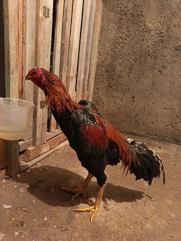 Inəklər, öküzlər: Xoruz, Heyratı, il: 1 — 3