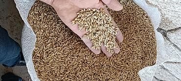 b çay servizi var: Məhsul: Arpa toxumu
satılır — 1