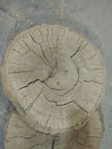 бумага для цветов: Palıd gövdəsindən kəsilmiş dairəvi şləflər (dilimlər) Bir ədədi 30m — 3