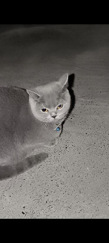 qara pisik sekilleri: Britan, Dişi — 5