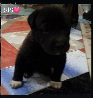 Şpitz, 1 ay, Peyvəndli, Ünvandan götürmə