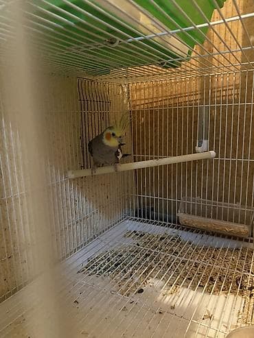 kreditle it satisi: Hamisi biryerde satilir. 2 qefes 2 qus — 1