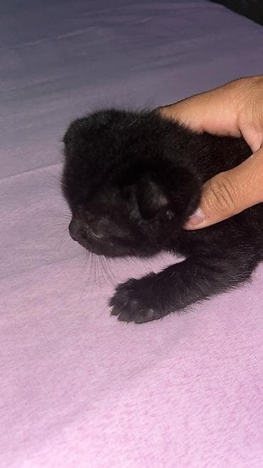 5 ayliq korpe: Şotland yastı qulaq — 8