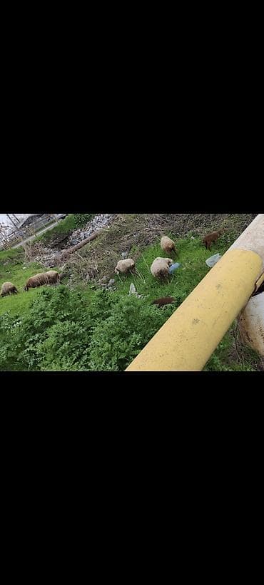 3 bağlıdı 2 boğazdı təcli satılır pul lazımdı diyə satıram