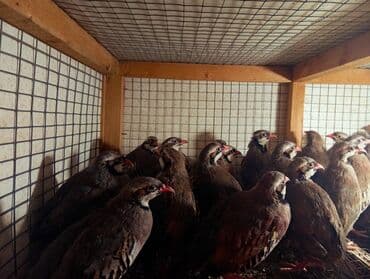 cuce qefes: Qafqaz kəklikləri – qəfəsdə bəslənmiş, sağlam və aktiv sürü - Növ — 4