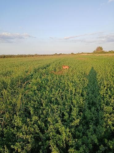 lalafo itler: 2 il, Dişi, Peyvəndli, Ödənişli çatdırılma — 9