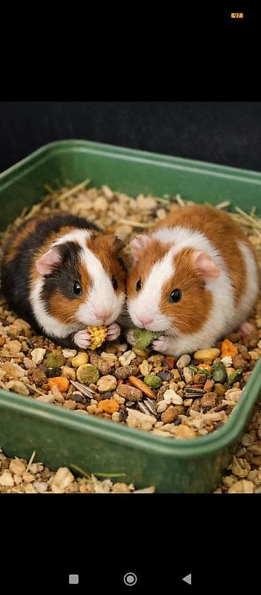 Dəniz donuzulari satılır rəngləri cinslerine görə qiymətləri fərqlidi — 3