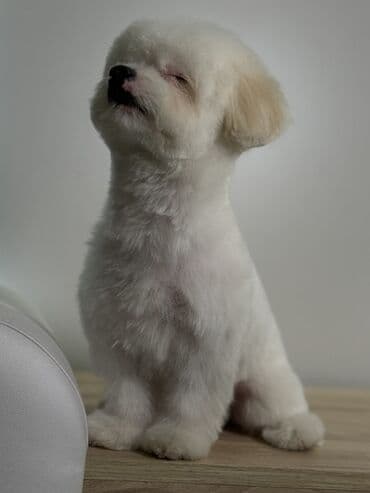 мальтийская болонка баку: Мальтийская болонка, 2 года, Самец, Для вязки, Бесплатная доставка — 2