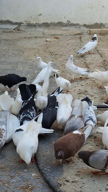 göyərçin üzükləri: Məhsul: Ev Göyərçinləri (müxtəlif rəng və naxışlarda)ucan çins — 5