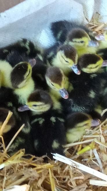 ordək bala: Lal ördək balası ana altınnan çıxıb 3 günlük — 3