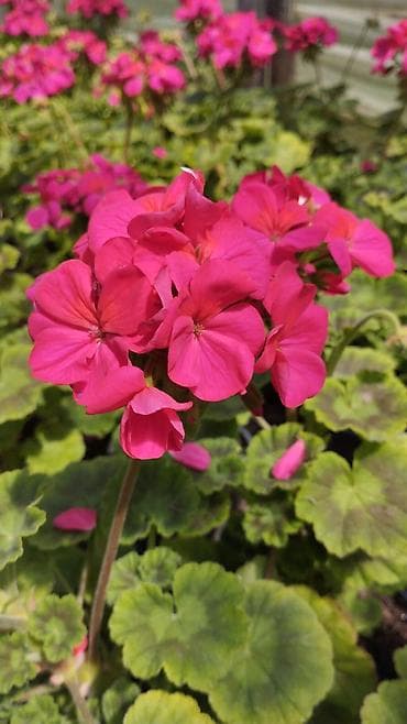 Saxarla gül – pelargonium (geran). Parlaq çəhrayı çiçəklənmə, iri
