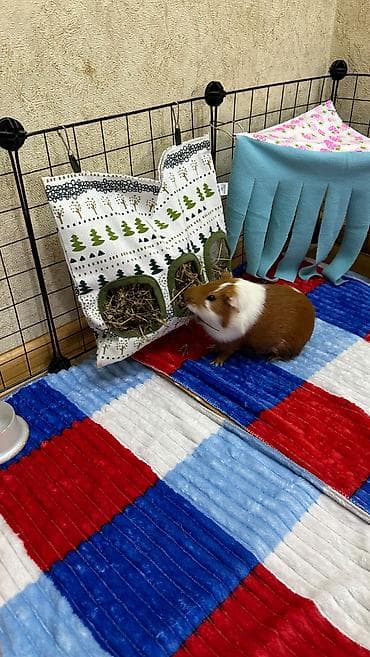 kirpi heyvan: 🐹 Dəniz donuzu yaxşı və qayğıkeş əllərə verilir. Ona sevgi ilə — 1
