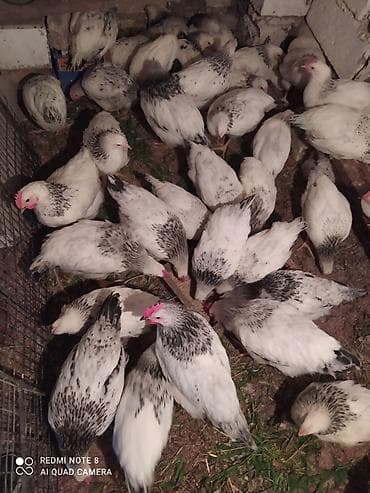 Serebrist fereler 6.50 xoruzlar 7 manatdan ünvan Hökməli 40 denedi tam