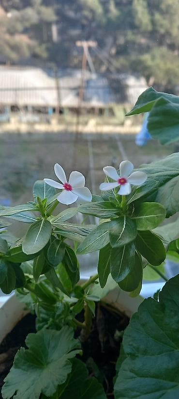 semeni sekli: Otaq gülləri – kolleksiya sortları - Impatiens (balsamin) – — 8