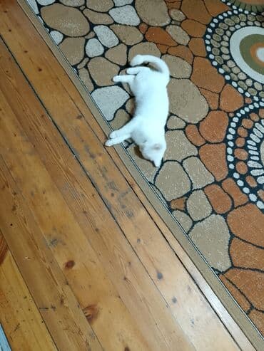 ağ haski: Dişi, Yaxşı əllərə — 9