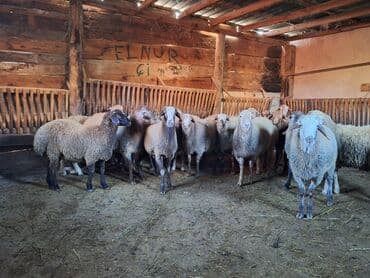 cücə yem qabı: 13dənə erkək quzdu kök heyvanardı heyvanlar sumqaydadı isdiyən olsa — 1