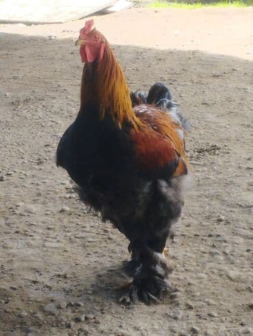 diri toyuq: Toyuq, Brama, Damazlıq, Ödənişli çatdırılma — 1