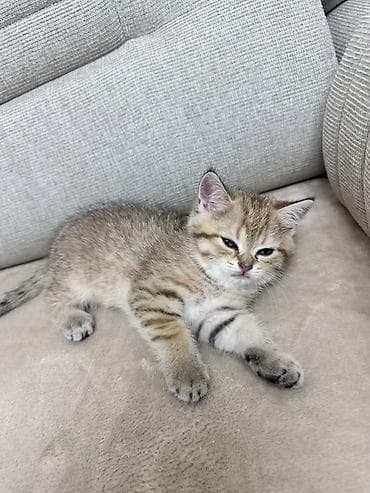 it pişik: Qızıl şinşilla, Erkək — 2