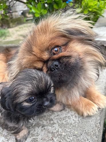 Pekines, Peyvəndli — 2