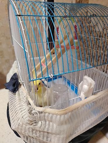 heyvanlar üçün mallar: Əl quşudur, erkəkdir. 1 aylığından bizdədir, hazırda 2 yaşı var. Bir — 3