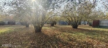 saray qəsəbəsi: 10 sot, Tikinti, Barter mümkündür, Kupça (Çıxarış) — 4