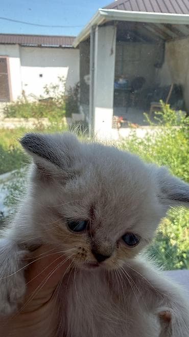 pişik pişik: Şotland — 9