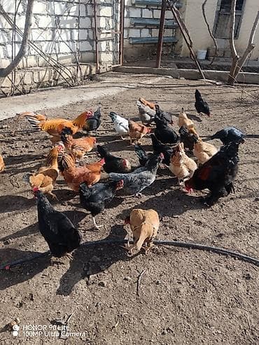 Qarışıq yerli toyuq sürüsü - Növlər: müxtəlif rəng və cinslərdən