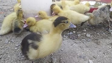 Muscovy (hinduşka ördəyi) cücələri – sağlam və aktiv bala ördəklər — 1