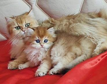 pişik adları: Şirin, tüklü balaca pişik balası – ev heyvanı - Cins tipajı: uzun — 7