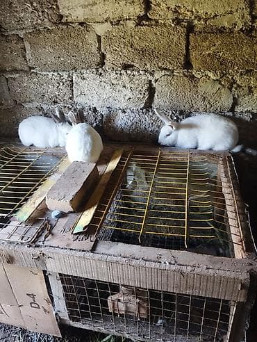 etlik cuceler: Ağ rəngli dovşanlar – yetişdirmə və ev heyvanı üçün - Rəng: tam ağ — 7
