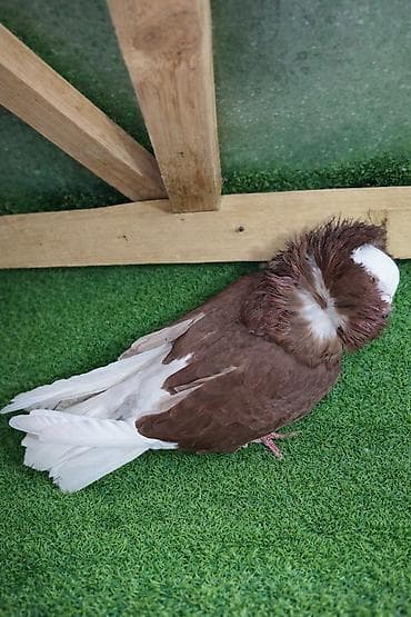 Göyərçinlər: Yakobin erkək satılır Nadir görkəmli şlyapalı (baş tükləri topa — 3